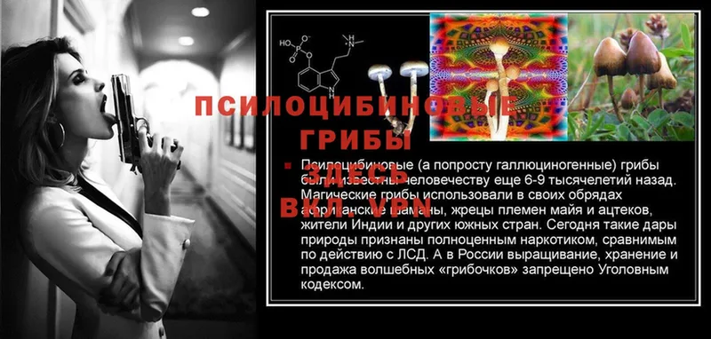 кракен зеркало  Карталы  Галлюциногенные грибы Psilocybe 